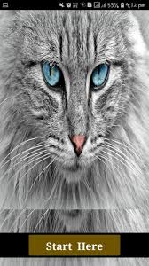 Download hd tiger photos for free on unsplash. Cool Animals Hd 2021 For Android Apk Download
