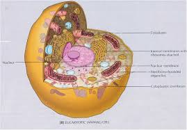 Oleh karena itu, mitokondria disebut sebagai pembangkit tenaga pada sel. Struktur Sel Dan Fungsi Organel Organel Sel Ensikloblogia