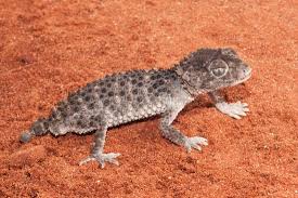 It is obvious that some of grown roaches will survive while some eggs will be hatched. Can Leopard Geckos Get Depressed Neeness
