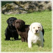 Puppyfinder.com is your source for finding an ideal puppy for sale in maine, usa area. Pin By Sylvia On Cute Animals Lab Puppies Yellow Lab Puppies Chocolate Lab Puppies