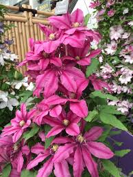 Maybe you would like to learn more about one of these? Chelsea Flowershow 2015 Clematis Flower Clematis Plants Flowering Vines