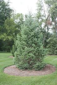 Plant Tree Options Douglas Fir Jpg Trees To Plant Landscape Douglas Fir