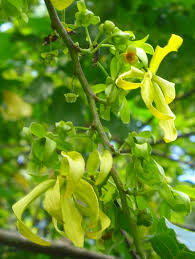 Huile Essentielle D Ylang Ylang Huiles Essentielles Huile Essentielle Bergamote Huile Essentielle Citronnelle