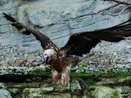 Damit auch jeder alle vögel kennt: Der Bartgeier Arten Und Naturschutz Wildvogel Tierzeit