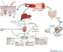 Vitamin D3 A Review Of The Evidence For Its Role In Human Health Pine Street Foundation