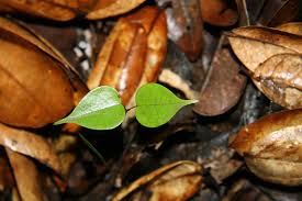 Image result for Rourea