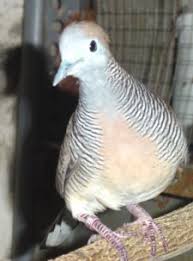 Ciri pertama yang bisa ditemukan pada burung perkutut lokal adalah kepalanya. Memilih Perkutut Bakalan Dunia Burung Kicau