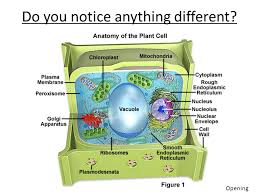 Check spelling or type a new query. Plant Vs Animal Cells Questions To Think About How Do Plants Stand Upright Without Bones How Are Plant And Animal Cells Different Opening Ppt Download