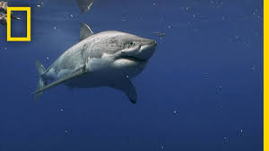 Photographing great white sharks off cape cod. Great White Sharks Of Guadalupe Island Most Wanted Sharks Youtube