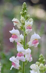 Pin On Gardening