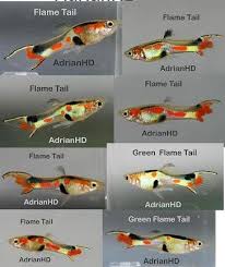 Ikan guppy merupakan salah satu primadona para pecinta ikan hias dan bukan menjadi rahasia lagi kalau ikan hias ini memiliki harga jual yang mahal. Assorted Wild Stock Flame Tail Endlers Guppy Fish Pet Fish Tropical Freshwater Fish