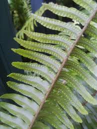 Image result for Pavetta radicans