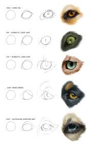 Pin On Misc Animals