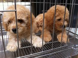 All our beautiful puppies are come from our professional private breeders. Batu Pahat Pet Shop Malaysia Johor Batu Pahat Pet Shop Dog Breed For Sale And Adoption