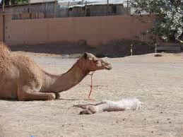 Miss cellania • thursday, may 24, 2018 at 6:37 am. United Arab Emirates V Dates And Camels En Infoglobe Cz