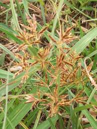 Image result for Cyperus exaltatus