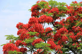 夏に公園で咲くホウオウボク炎木の赤い花の写真素材・画像素材 Image 40903936