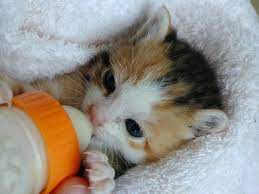 3 week old kittens feeding cutest kittens ever kittens cutest cute cats photos