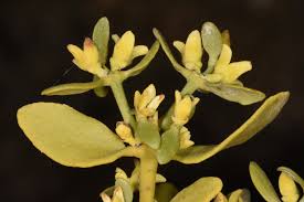 Image result for Viscum obscurum