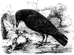 Birds Outside My Window Meme Carrion Crow Of Europe Crows Artwork Crow Bird Crow Art