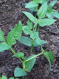 Cowpeas Grow Guide