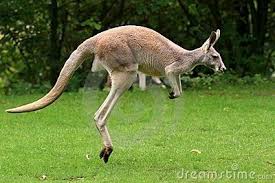 Red Kangaroo Jumping Download From Over 50 Million High Quality Stock Photos Images Vectors Sign Up For Free Today I Kangaroo Jumps Red Kangaroo Kangaroo