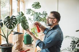 We did not find results for: Entretenir Correctement Les Plantes D Interieur Infomaison