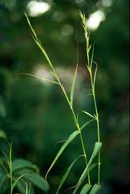 Image result for Cymbopogon pospischilii