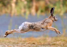 The spirituality surrounding the white rabbit (animal symbolism). Rabbit Symbolism Meaning Totem Spirit Omens World Birds