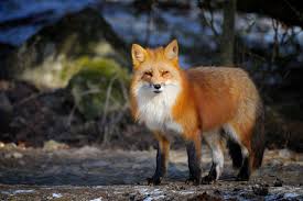 Our games are 100% addicting! 8 Surprising Facts About The Red Fox
