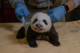 Male swans are called cobs and females are pens. The Baby Panda Is Now Crawling And Barking And Packing On The Pounds