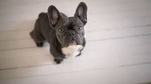 How commercial dog food is made. The Farmer S Dog Tv Commercial Be Yourself Ispot Tv