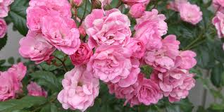 Try burpee's sunlight calculator to test the amount of sun your garden receives. The Easiest Ways To Grow Roses Better Homes Gardens