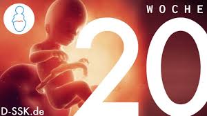 Wir zeigen dir, welche entwicklungen dein kleiner schatz in der 20. 20 Ssw 20 Schwangerschaftswoche D Ssk De Youtube