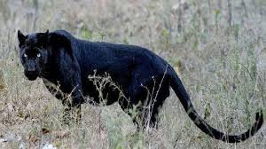 Subtitles for black panther found in search results bellow can have various languages and frame rate result. Sri Lankan Black Panther Rediscovered In Forests Of Adam S Peak Menafn Com