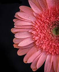 Gerbera Daisy Half Gerbera Flower Gerbera Daisy Gerbera