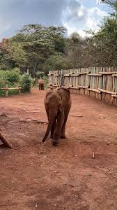 Sometimes i have a shave at the same time, or i shave when i have a. Sheldrick Wildlife Trust Speedy Mukkoka Wastes No Time Running Home For Bed Facebook