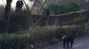 See more ideas about zoo, belfast, animals. Belfast Zoo Chimp Escape Raises Safety Concerns Bbc News