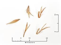 Image result for Elionurus