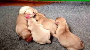 Pet only homes need apply. Cute Newborn Labrador Puppies Extended Cut Naughtland Working Labradors Youtube