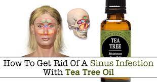 Herbs Health Happiness How To Get Rid Of A Sinus Infection With Tea Tree Oil Herbs Health Happiness In 2021 Tea Tree Oil Essential Oils Health Sinus Infection