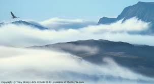 Tony Sharp Lrps Cpagb