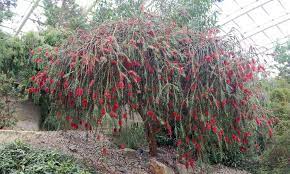 Bottle Brush Tree How To Grow And Care For Callistemons Melaleucas Epic Gardening Bottle Brush Trees Australian Native Plants Landscape Trees