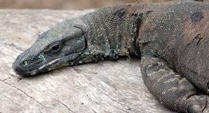 Lizards In Your Garden Sustainable Gardening Australia