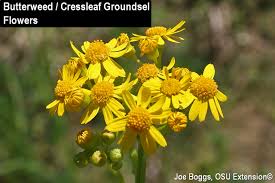 Check spelling or type a new query. Butterweed Cressleaf Groundsel Beauty Is In The Eye Of The Beholder Bygl