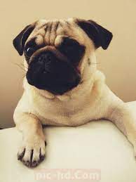 أجمل خلفيات كلاب صور كلاب متنوعة in 2021 labrador retriever french bulldog bulldog