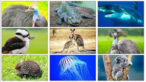 Wild Animals In Australia For Kids Name And Sound Of Animals Fun Educa Australia Animals Cool Pets Australia For Kids