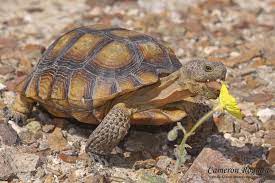 Red Cliffs Desert Reserve Mojave Desert Tortoise Gopherus Agassizii