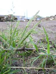 Image result for Tragus koelerioides