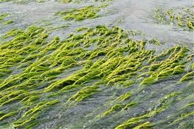 Image result for Podostemaceae